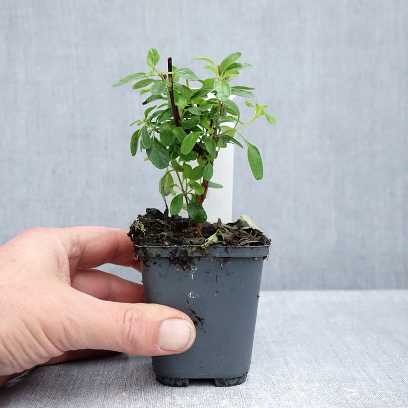 Esemplare di Salvia microphylla So Cool Pale Blue - Salvia arbustiva Vasetto da 8/9 cm come consegnato in autunno