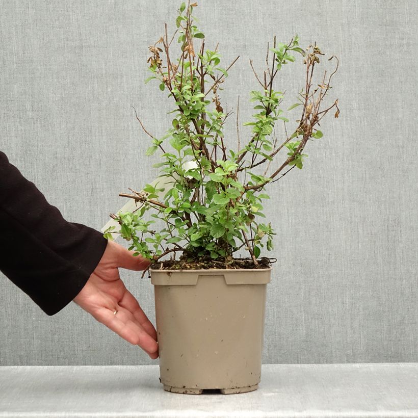 Esemplare di Salvia microphylla So Cool Pale Blue - Salvia arbustiva Vaso da 3L/4L come consegnato in autunno