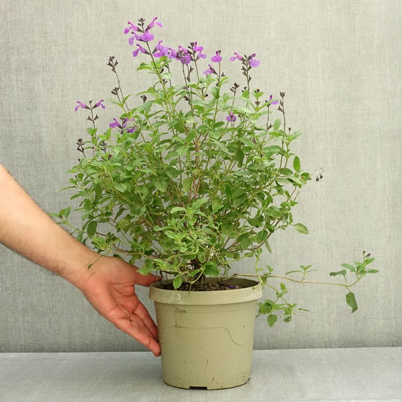 Esemplare di Salvia microphylla So Cool Purple - Salvia arbustiva Vaso da 3L/4L consegnato in estate