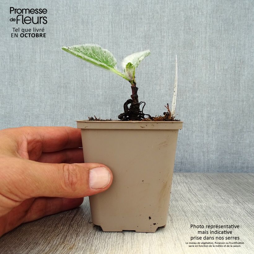 Esemplare di Salvia argentea Vasetto da 8/9 cm come consegnato in autunno