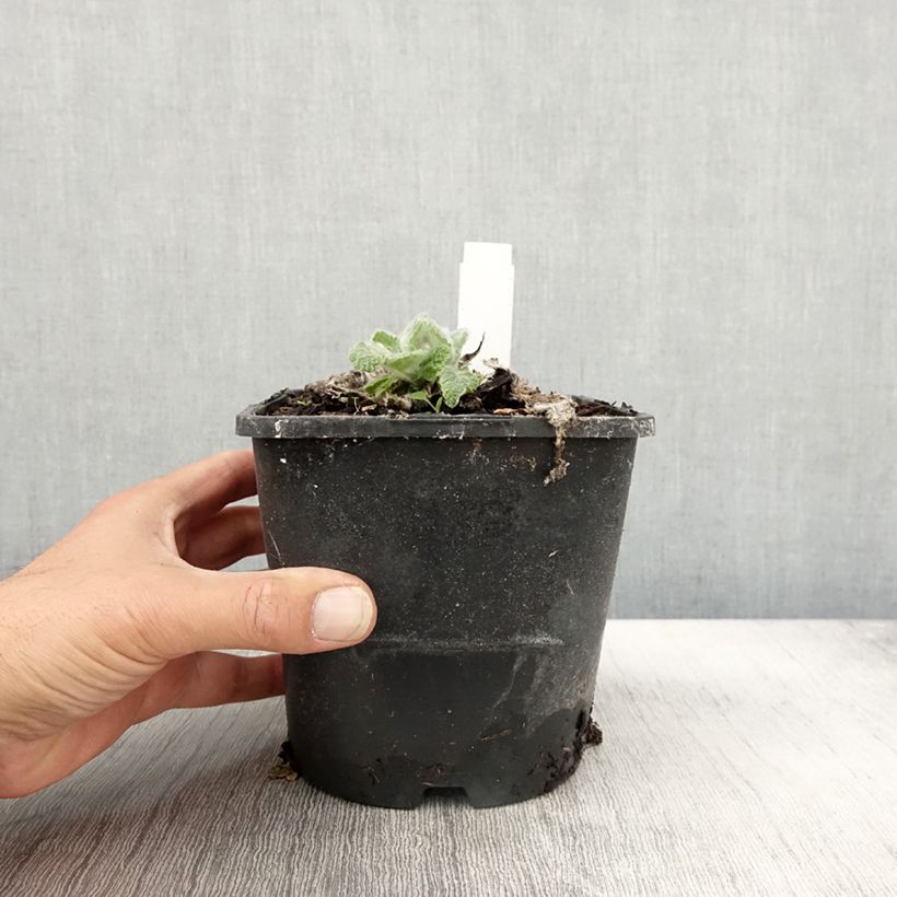 Esemplare di Salvia argentea Vaso da 1,5L/2L come consegnato in autunno