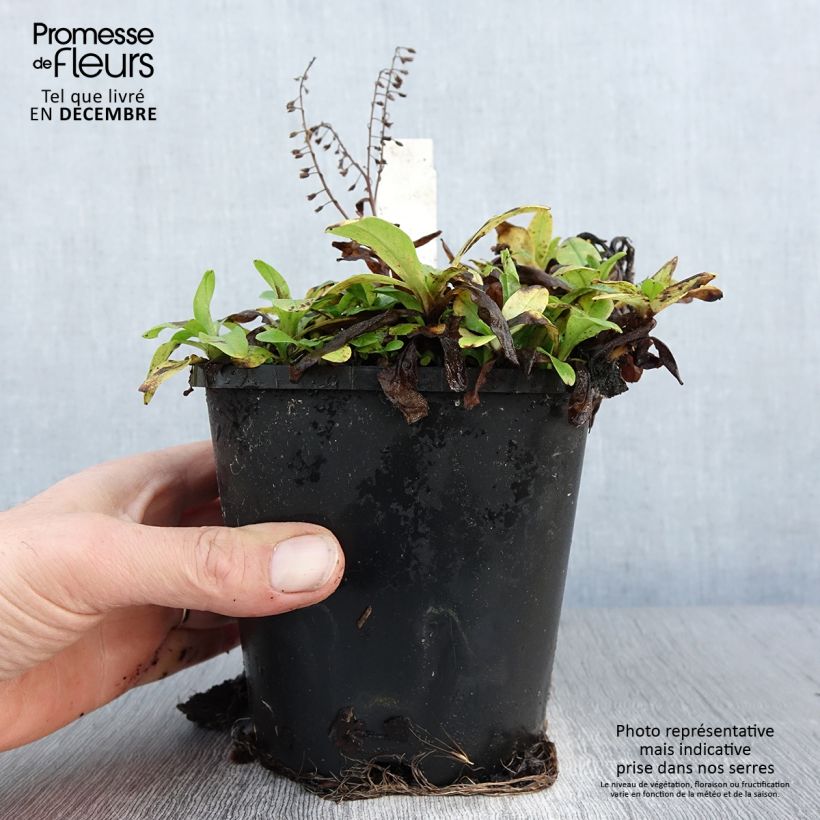 Salvia argentea Vaso da 1,5L/2L esemplare consegnato in inverno