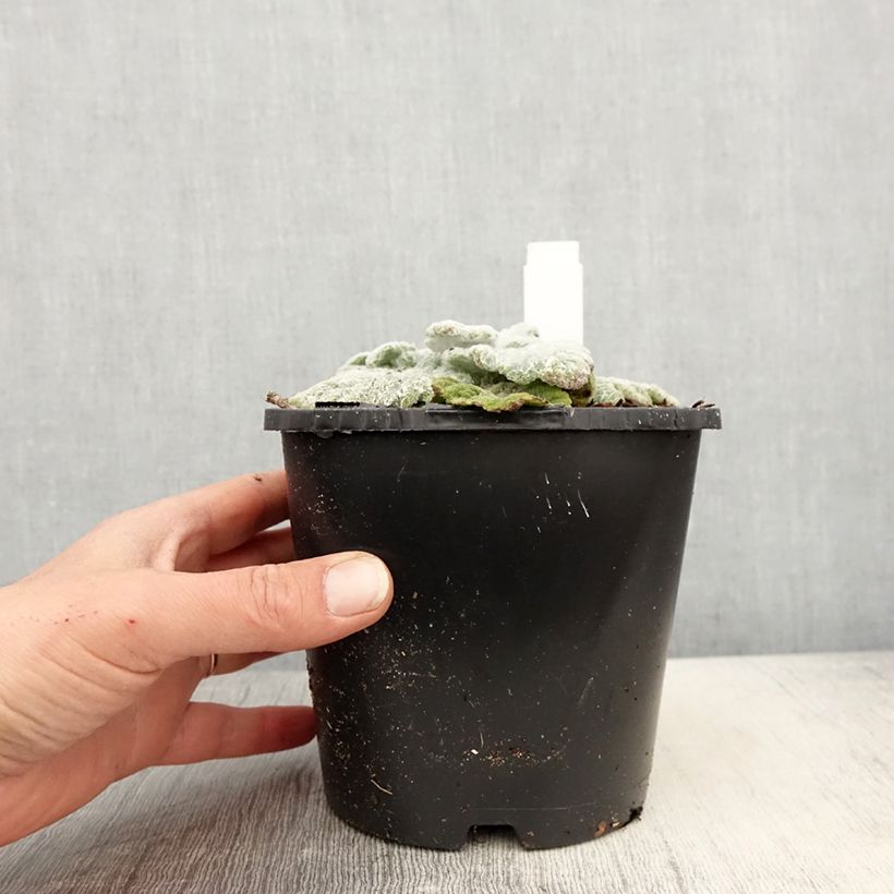 Salvia argentea Vaso da 1,5L/2L esemplare consegnato in primavera