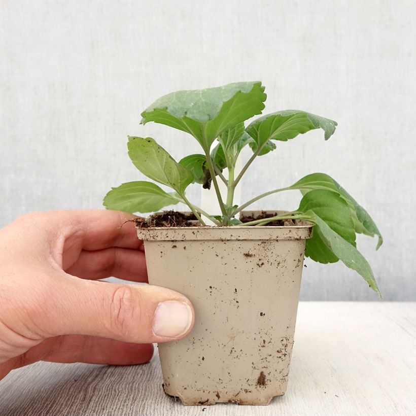 Salvia Big Blue - Salvia arbustiva Vasetto da 8/9 cm esemplare consegnato in primavera