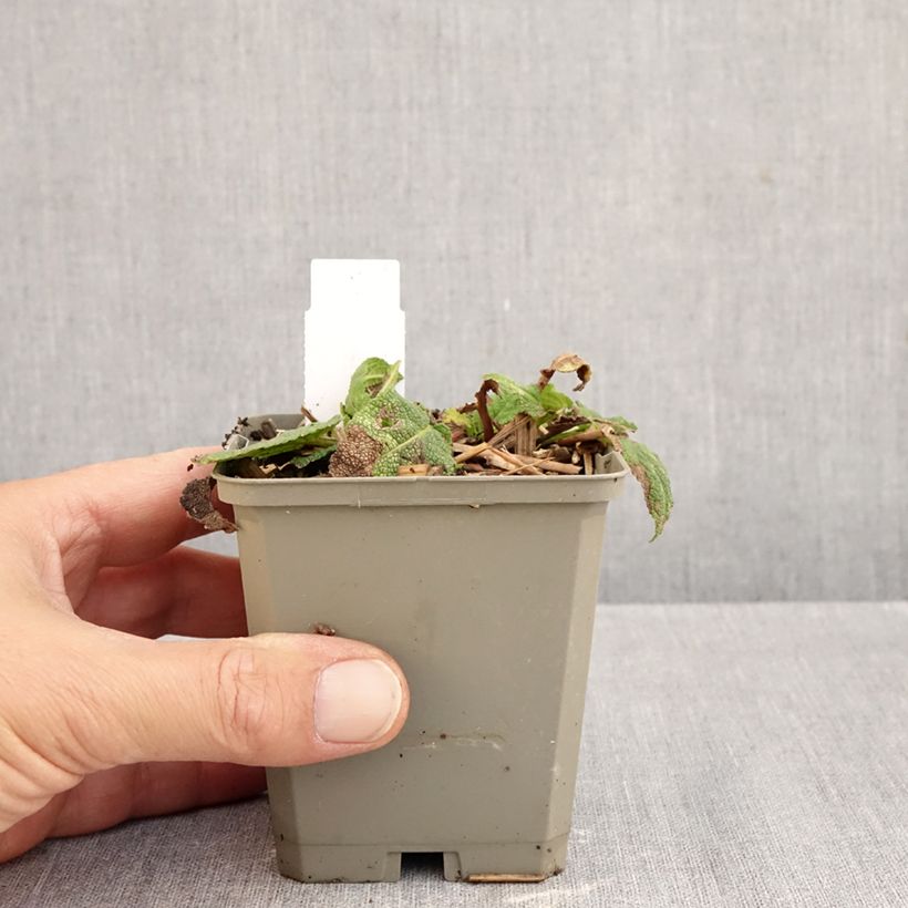 Esemplare di Salvia nemorosa Colorspires Crystal Blue Vasetto da 8/9 cm come consegnato in autunno