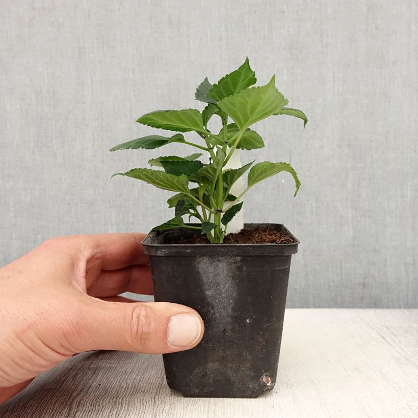 Salvia spendens Gogo Purple - Salvia rossa Vasetto da 8/9 cm esemplare consegnato in primavera