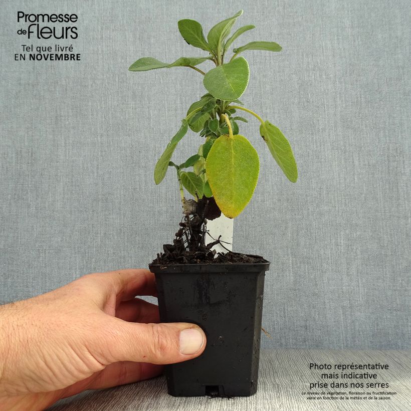 Esemplare di Salvia officinalis Berggarten - Salvia comune Vasetto da 8/9 cm come consegnato in autunno