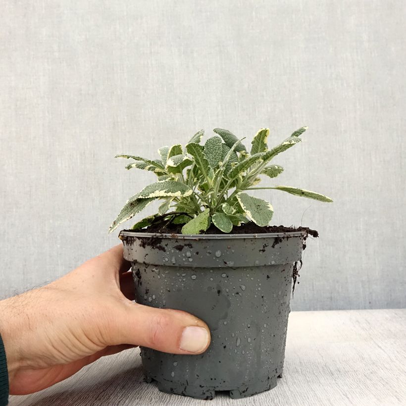 Esemplare di Salvia officinalis Berggarten Variegated - Salvia comune Vaso da 1,5L/2L come consegnato in autunno