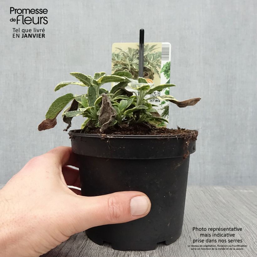 Salvia officinalis Berggarten Variegated - Salvia comune Vaso da 1,5L/2L esemplare consegnato in inverno