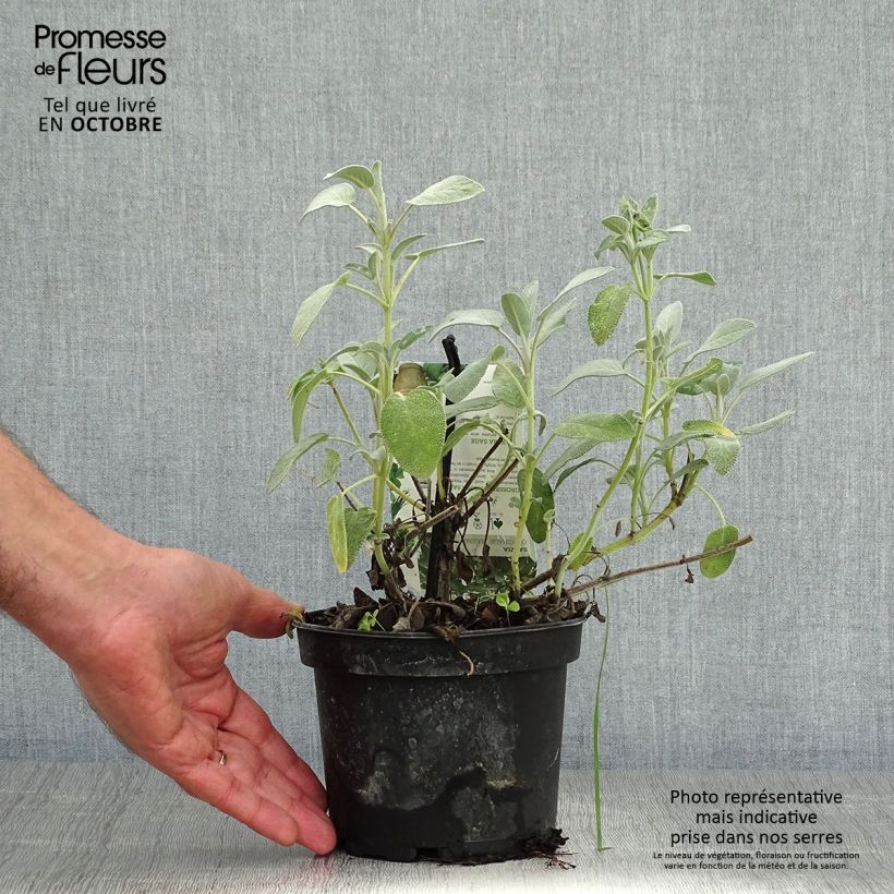 Esemplare di Salvia officinalis Maxima - Salvia comune Vaso da 1,5L/2L come consegnato in autunno