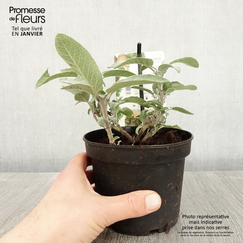 Salvia officinalis Maxima - Salvia comune Vaso da 1,5L/2L esemplare consegnato in inverno