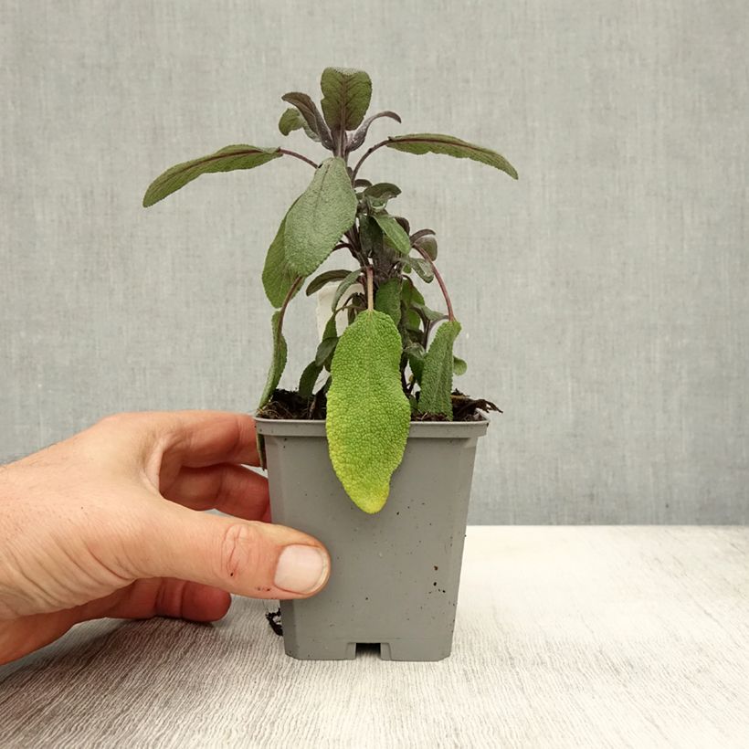 Esemplare di Salvia officinalis Purpurascens - Salvia comune Vasetto da 7/8 cm come consegnato in autunno