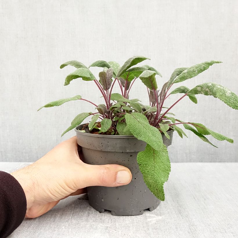 Esemplare di Salvia officinalis Purpurascens - Salvia comune Vaso da 1,5L/2L come consegnato in autunno