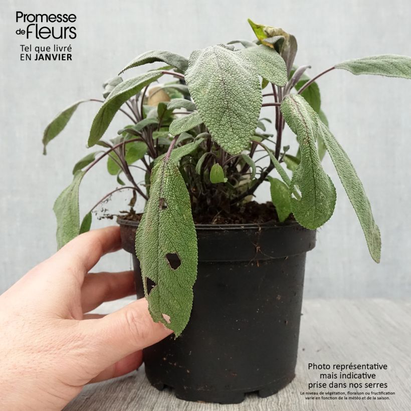 Salvia officinalis Purpurascens - Salvia comune Vaso da 1,5L/2L esemplare consegnato in inverno