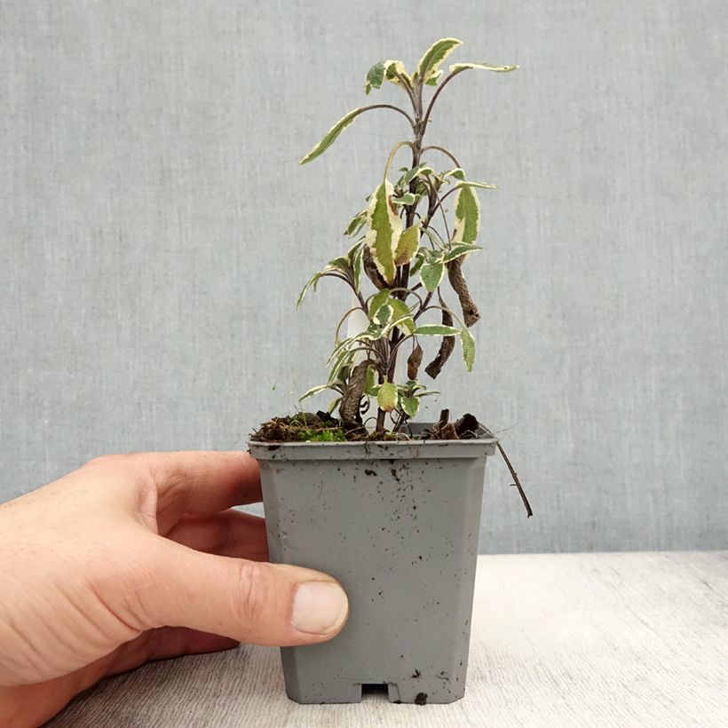 Esemplare di Salvia officinalis Tricolor - Salvia comune Vasetto da 7/8 cm come consegnato in autunno