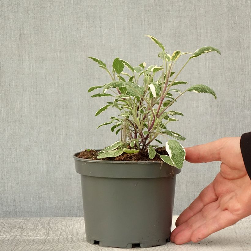 Esemplare di Salvia officinalis Tricolor - Salvia comune Vaso da 1,5L/2L come consegnato in autunno