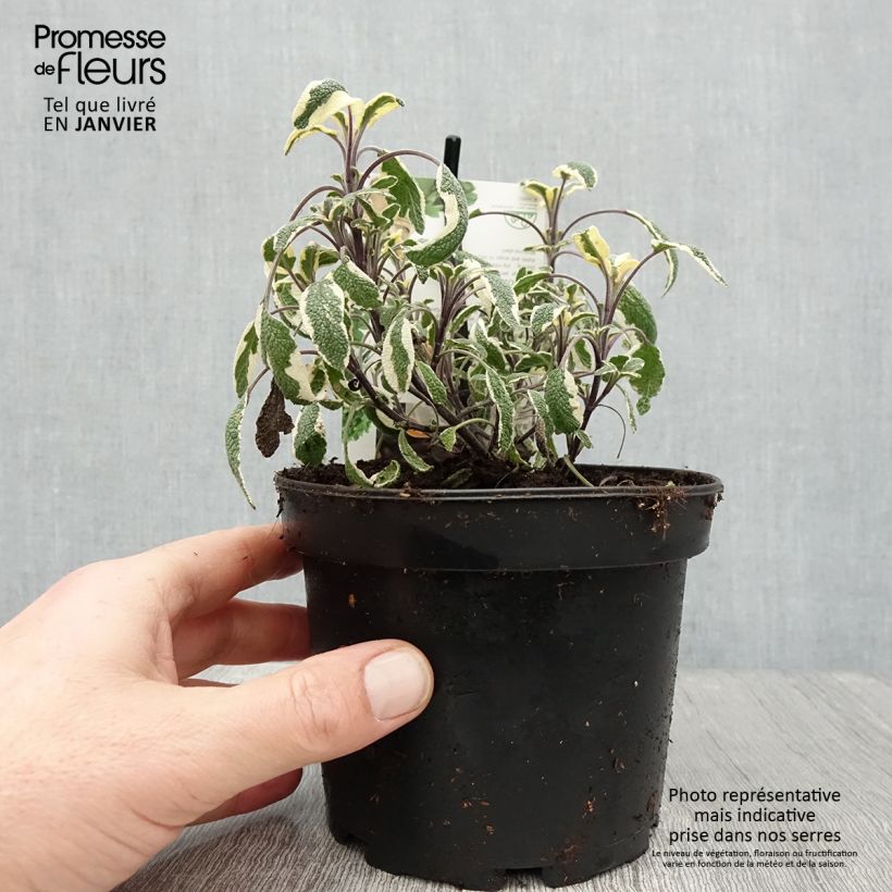 Salvia officinalis Tricolor - Salvia comune Vaso da 1,5L/2L esemplare consegnato in inverno