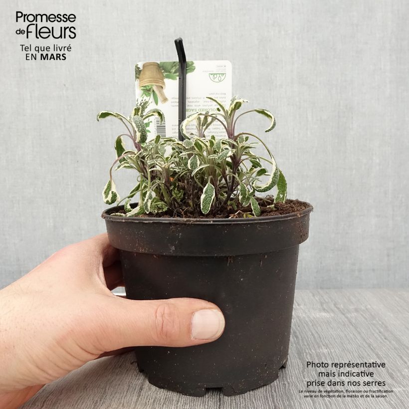 Salvia officinalis Tricolor - Salvia comune Vaso da 1,5L/2L esemplare consegnato in primavera