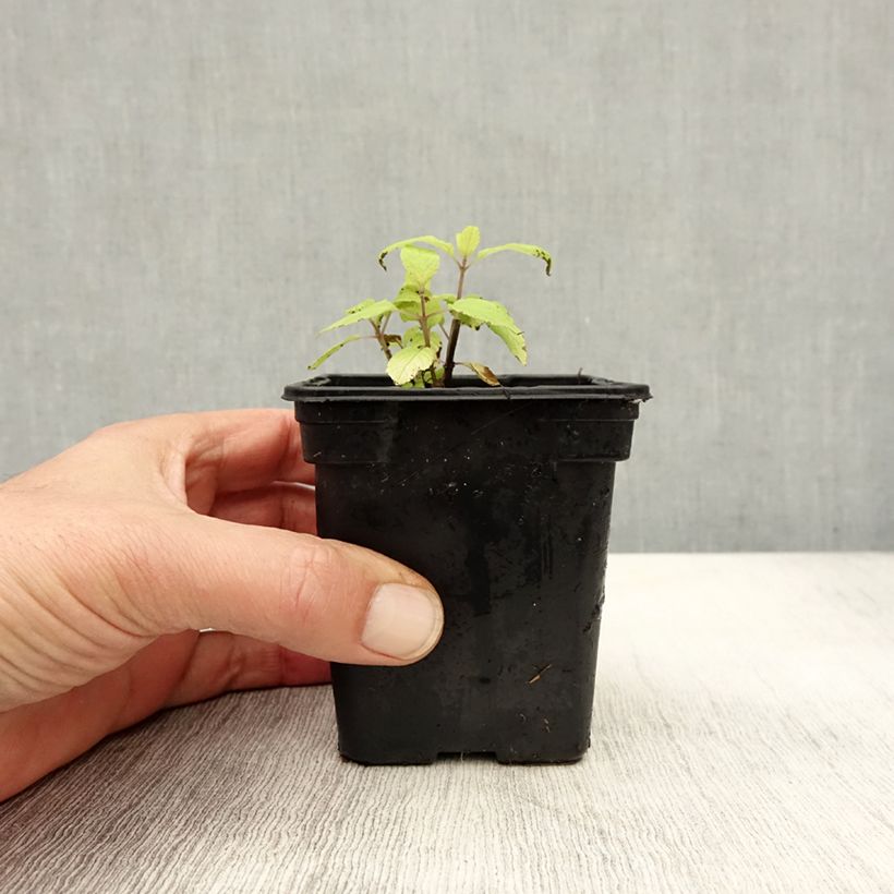 Esemplare di Salvia elegans Golden Delicious - Salvia ananas Vasetto da 7/8 cm come consegnato in autunno