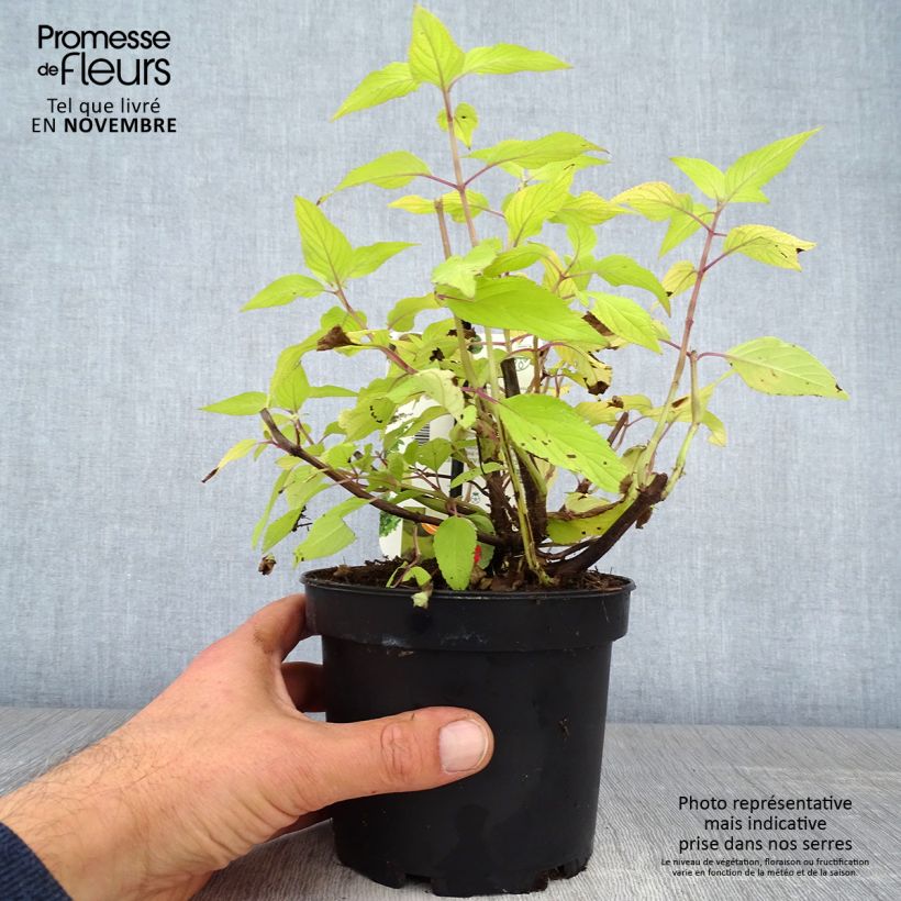 Esemplare di Salvia elegans Golden Delicious - Salvia ananas Vaso da 1,5L/2L come consegnato in autunno