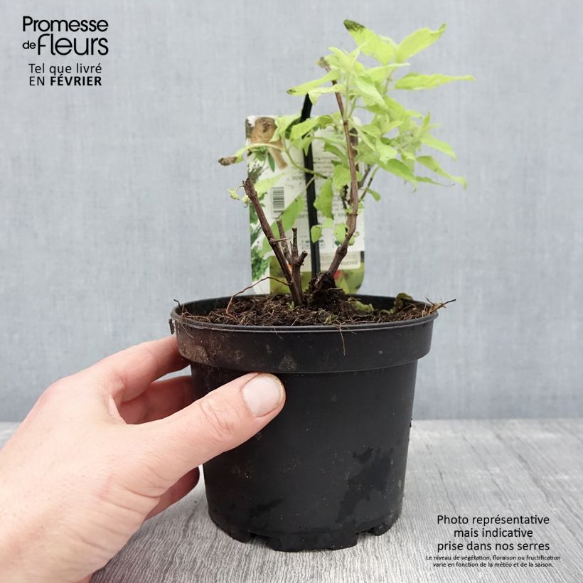 Salvia elegans Golden Delicious - Salvia ananas Vaso da 1,5L/2L esemplare consegnato in inverno