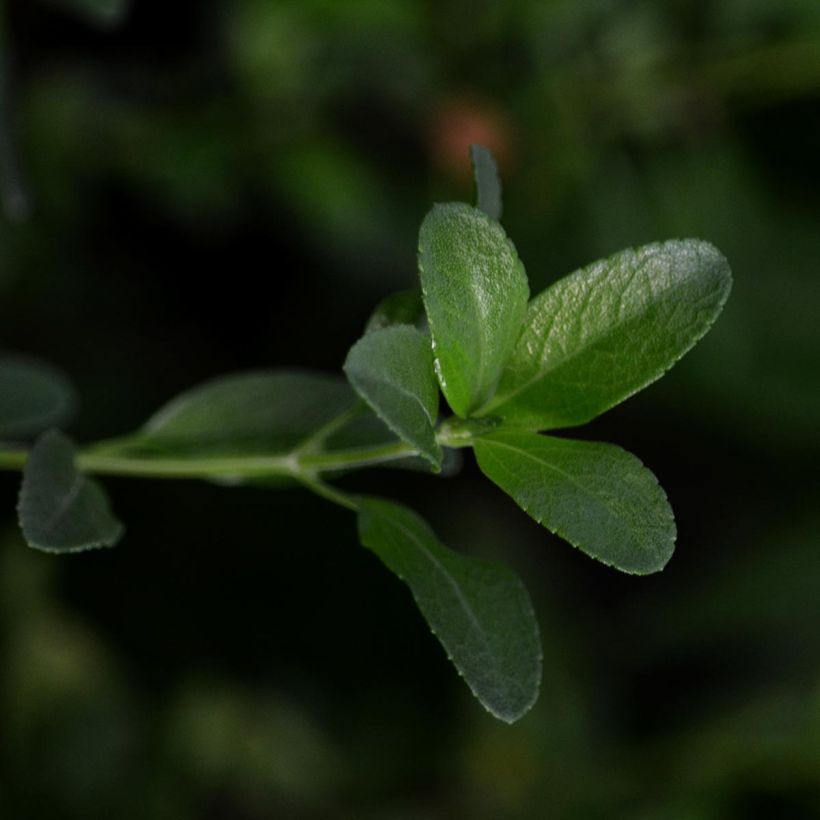 Salvia jamensis Melen - Salvia arbustiva (Fogliame)