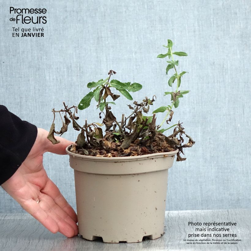 Salvia nemorosa Amethyst Vaso da 2L/3L esemplare consegnato in inverno