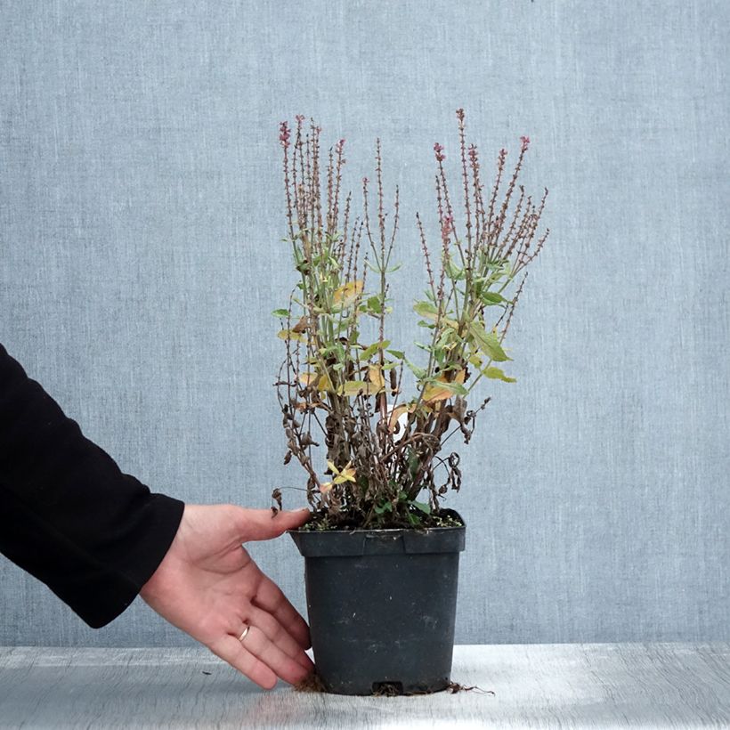 Esemplare di Salvia nemorosa Blauhügel Vaso da 2L/3L come consegnato in autunno