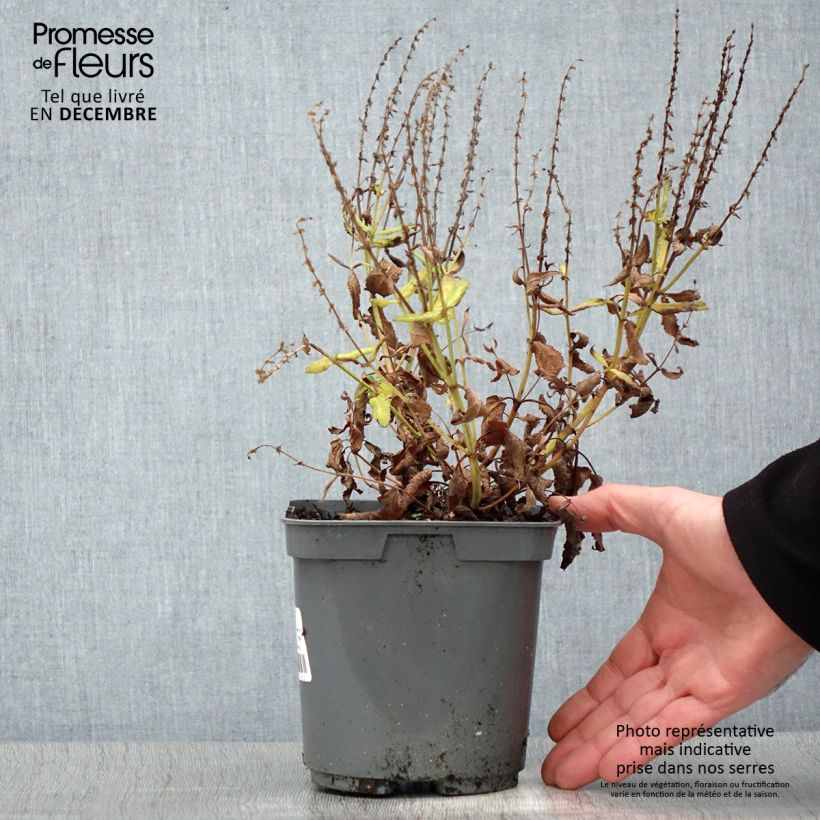 Salvia nemorosa Blauhügel Vaso da 2L/3L esemplare consegnato in inverno