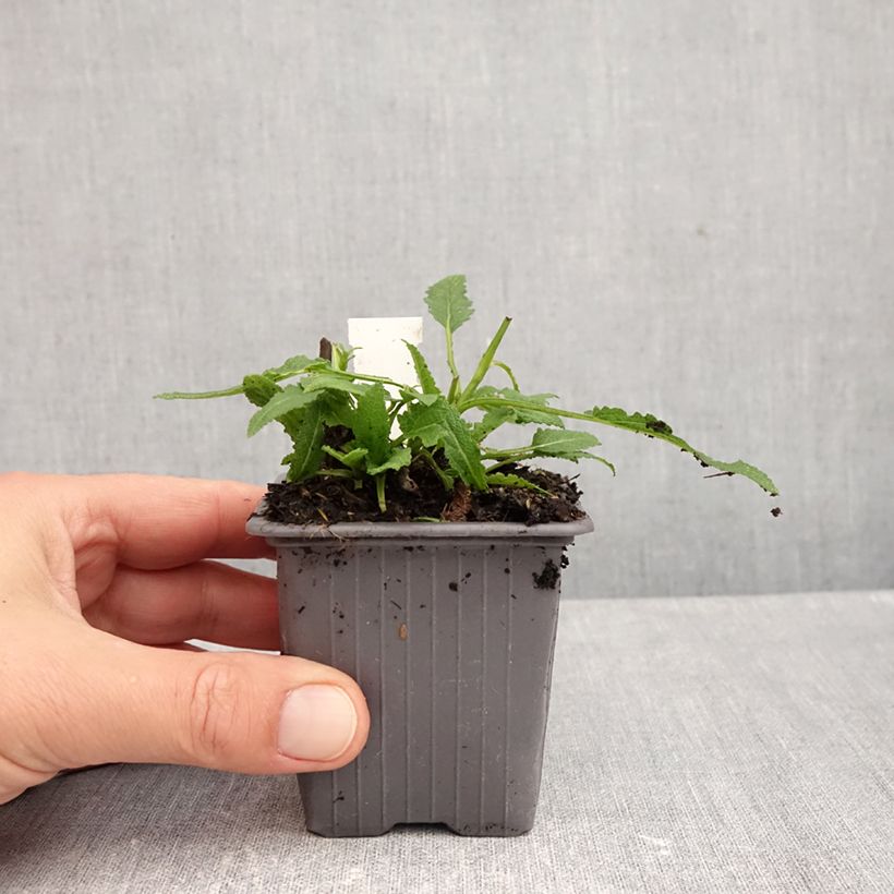 Esemplare di Sauge - Salvia nemorosa Caradonna Pink Godet de 8/9 cm come consegnato in autunno