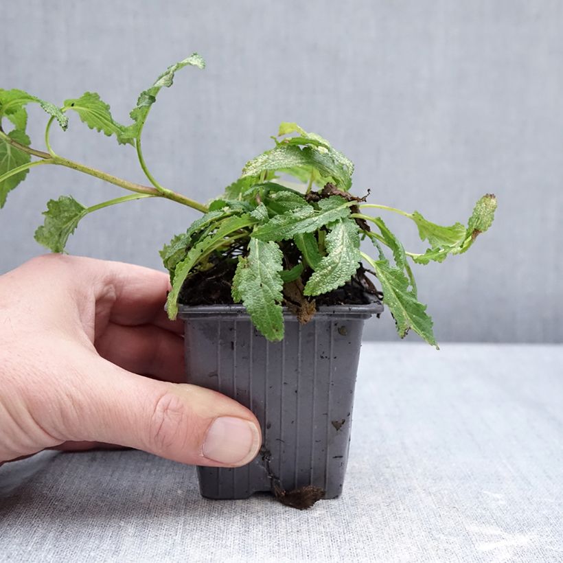 Salvia nemorosa Caradonna Pink Vasetto da 8/9 cm esemplare consegnato in inverno