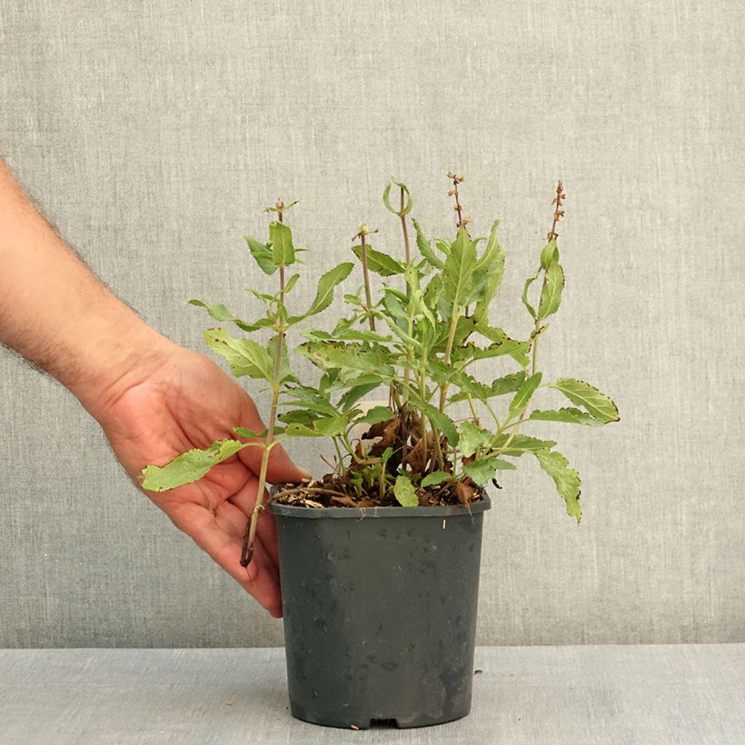 Esemplare di Salvia nemorosa Caradonna Pink Vaso da 2L/3L consegnato in estate