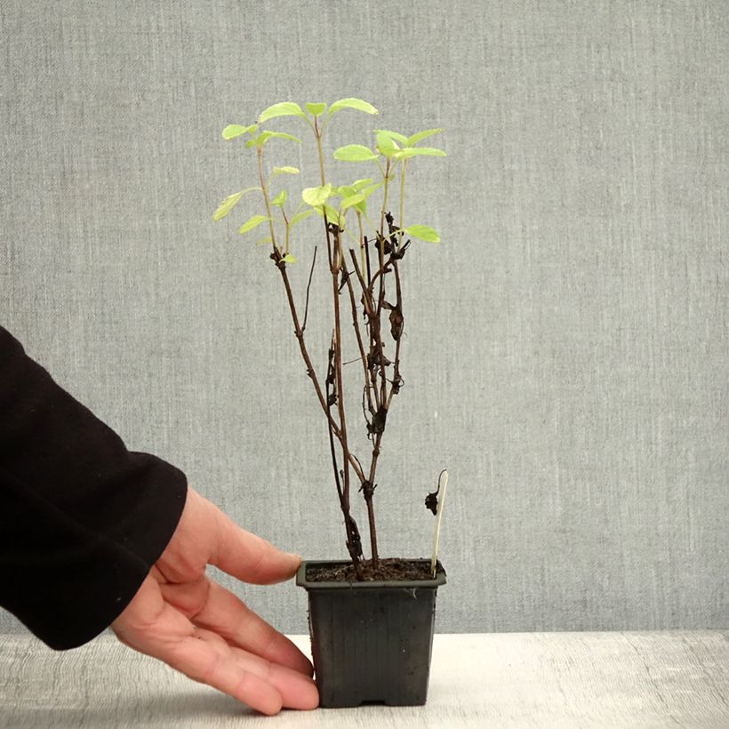 Esemplare di Salvia setulosa Vasetto da 8/9 cm come consegnato in autunno