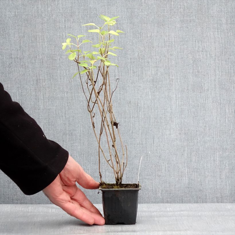 Salvia setulosa Vasetto da 8/9 cm esemplare consegnato in inverno