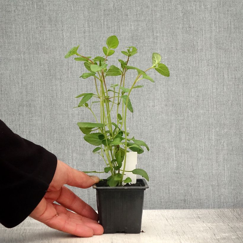 Salvia setulosa Vasetto da 8/9 cm esemplare consegnato in primavera