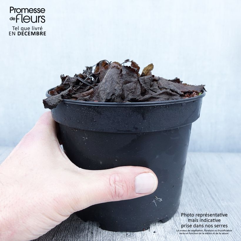 Esemplare di Salvia sylvestris Rhapsody in Blue Vaso da 2L/3L come consegnato in autunno