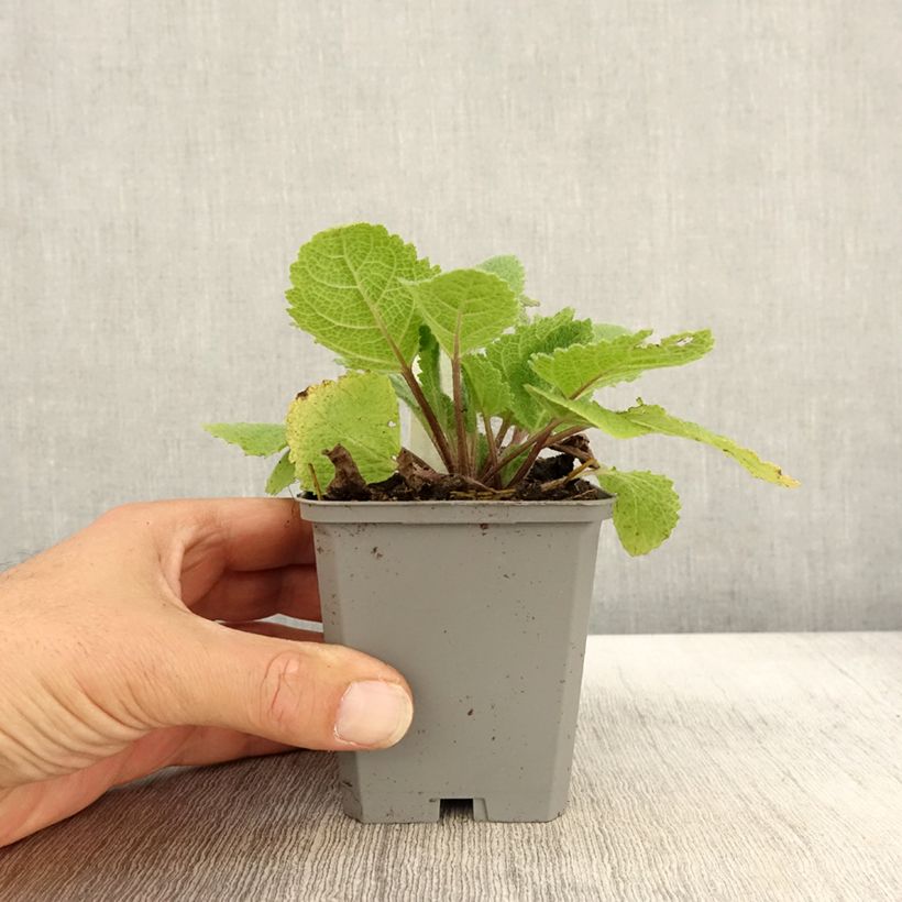 Esemplare di Salvia sclarea Vatican White - Salvia moscatella Vasetto da 8/9 cm come consegnato in autunno