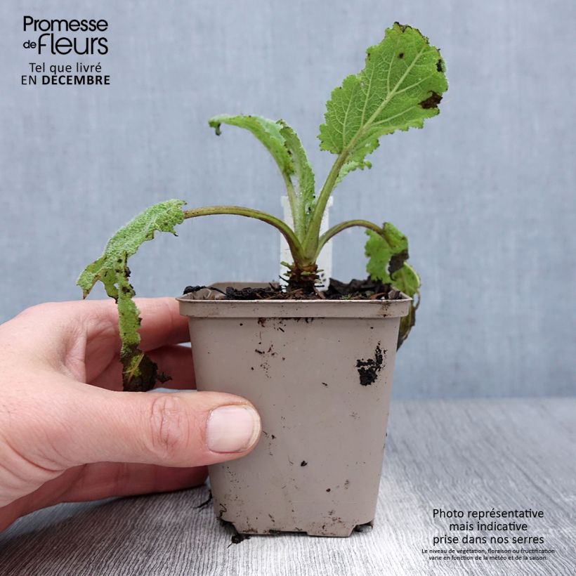 Salvia sclarea Vatican White - Salvia moscatella Vasetto da 8/9 cm esemplare consegnato in inverno