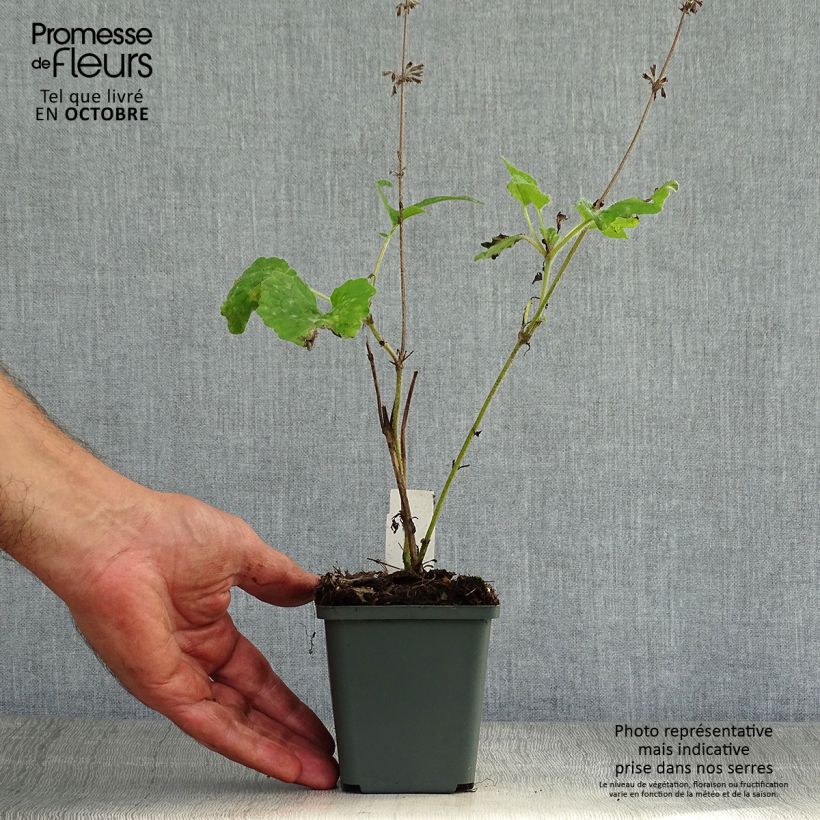 Esemplare di Salvia verticillata Purple Rain - Salvia spuria Vasetto da 8/9 cm come consegnato in autunno