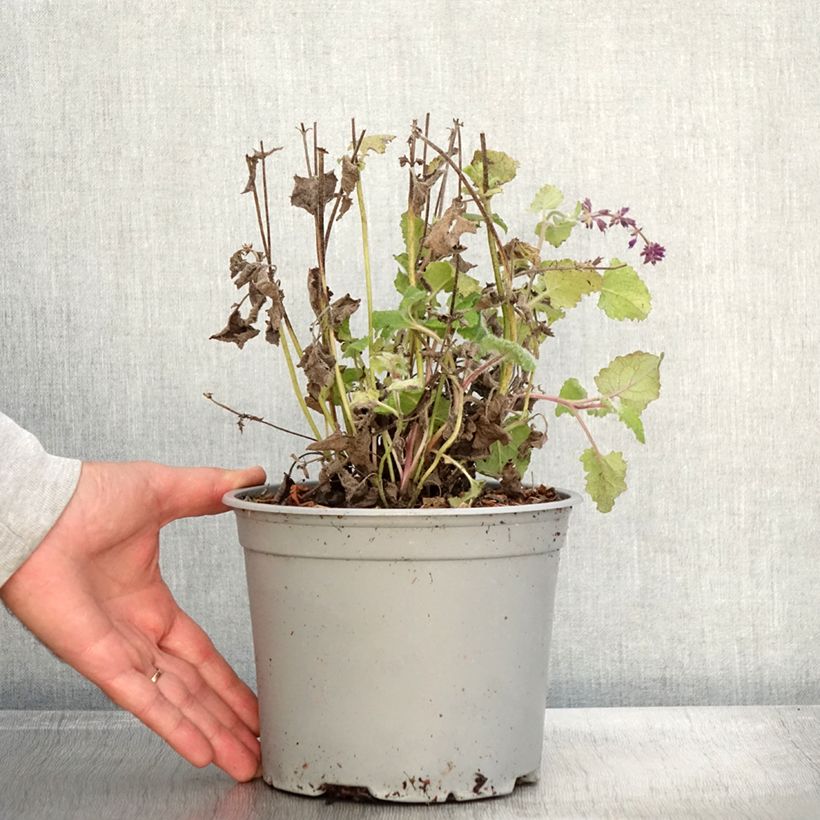 Esemplare di Salvia verticillata Purple Rain - Salvia spuria Vaso da 3L/4L come consegnato in autunno