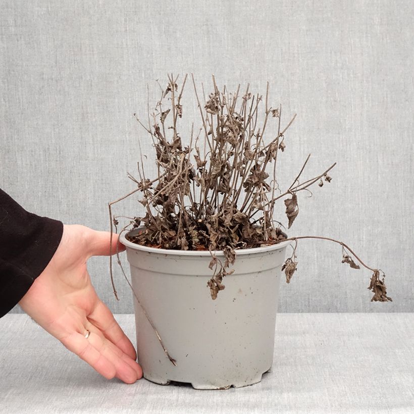 Salvia verticillata Purple Rain - Salvia spuria Vaso da 3L/4L esemplare consegnato in inverno