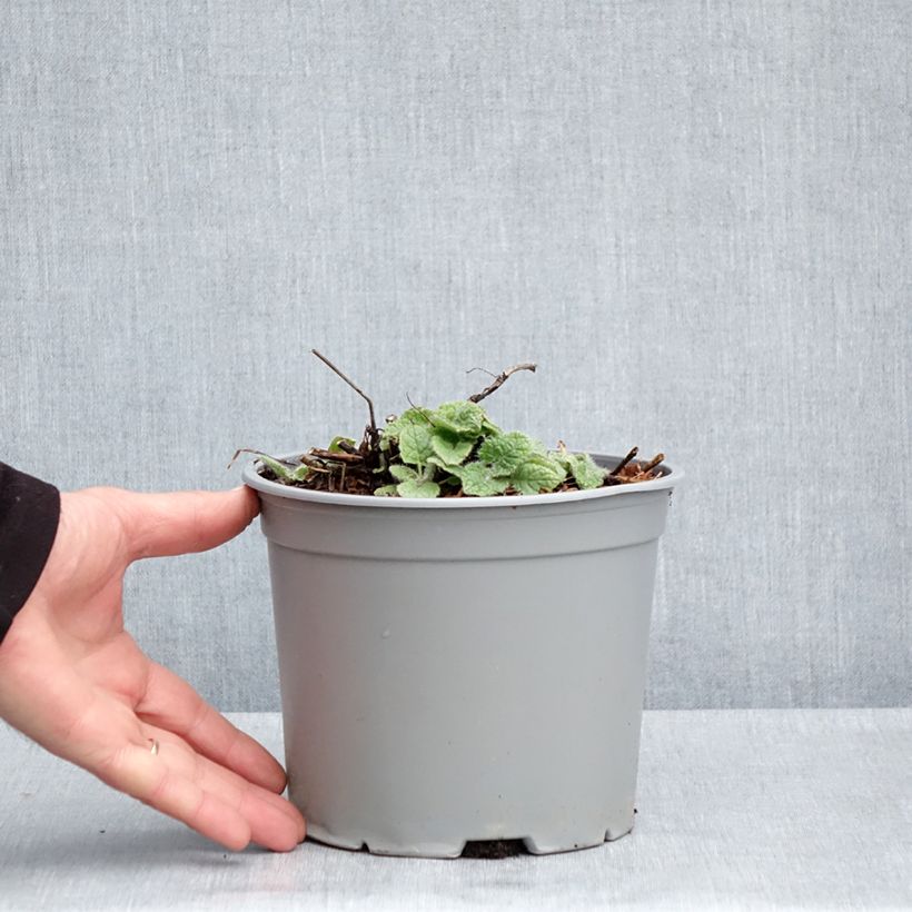 Salvia verticillata Purple Rain - Salvia spuria Vaso da 3L/4L esemplare consegnato in primavera