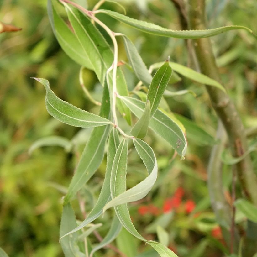 Salix alba Dart's Snake (Fogliame)