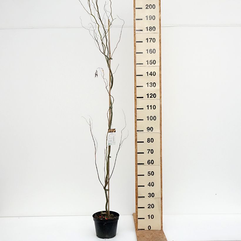 Esemplare di Salix alba Dart's Snake Vaso da 4L/5L come consegnato in autunno