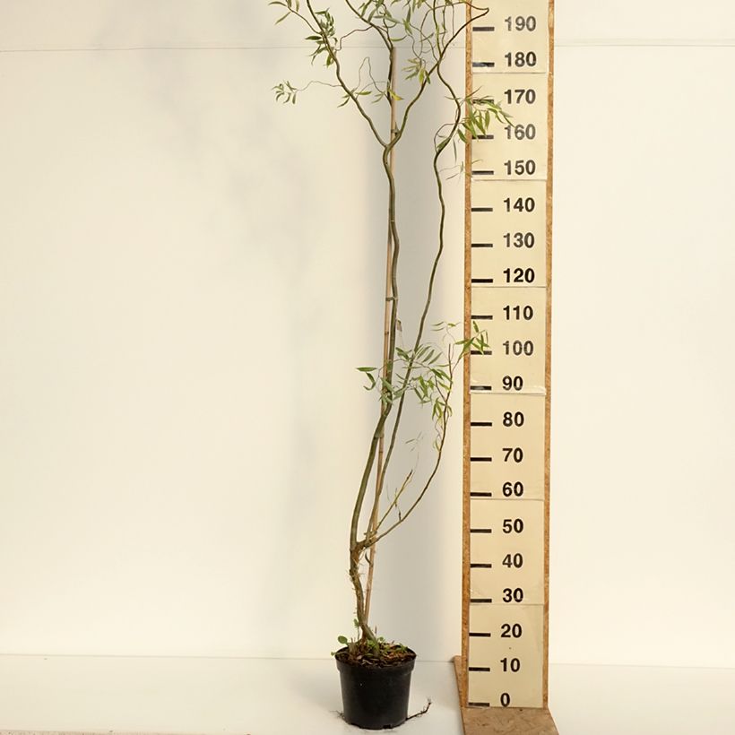 Esemplare di Salix alba Dart's Snake Vaso da 4L/5L consegnato in estate