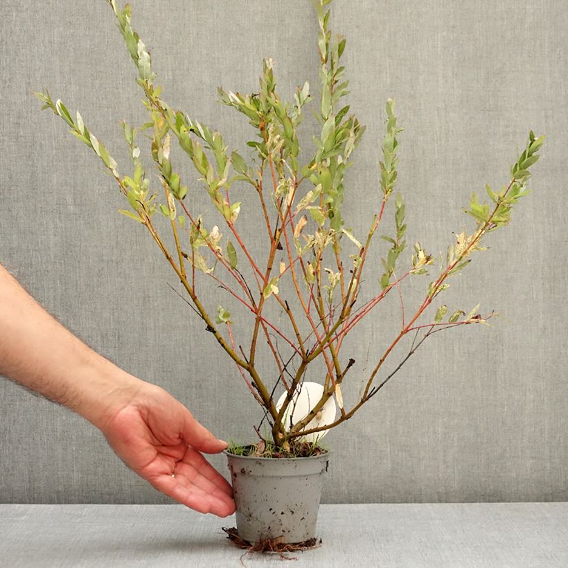 Esemplare di Salix integra Flamingo Vaso da Ø 12 cm / 13 cm come consegnato in autunno