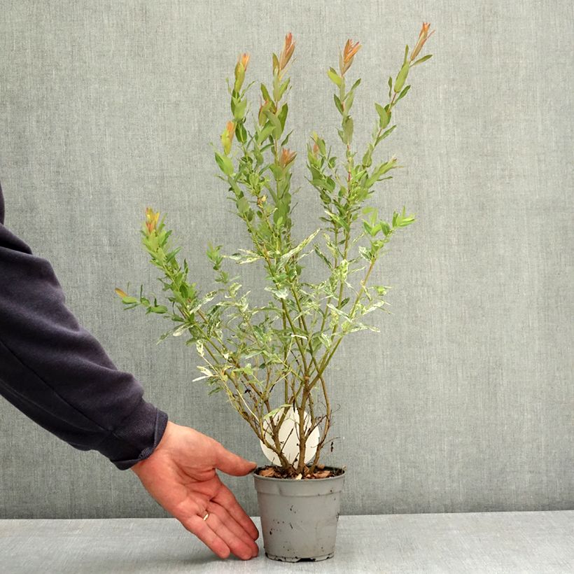 Esemplare di Salix integra Flamingo Vaso da Ø 12 cm / 13 cm consegnato in estate
