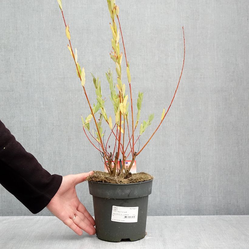 Esemplare di Salix integra Flamingo Vaso da 2L/3L come consegnato in autunno