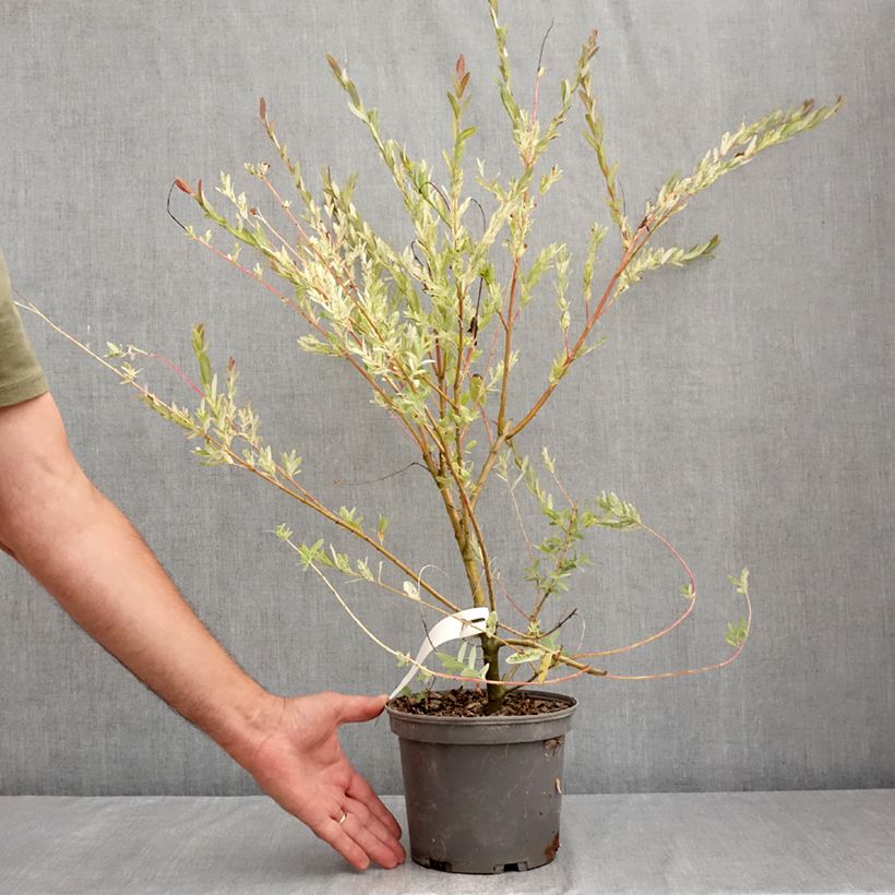 Esemplare di Salix integra Flamingo Vaso da 2L/3L consegnato in estate
