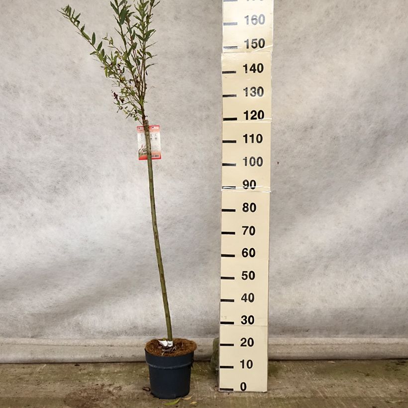 Esemplare di Salix integra Flamingo Vaso da 4L/5L come consegnato in autunno
